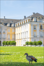 Direktion Rhein-Erft / RD Brühl / Brühl / Schloss Augustusburg / Detail