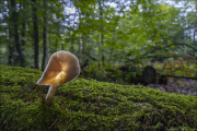 fungi002