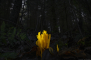 fungi012
