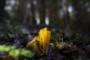 fungi013