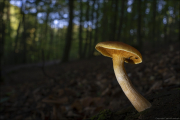 fungi016