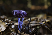 fungi025