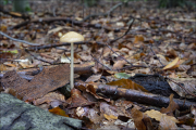 fungi033