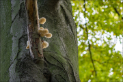 fungi038