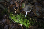 fungi040