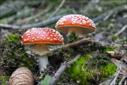 fungi050