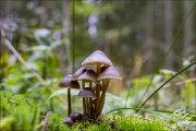 fungi055