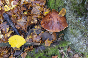 fungi056