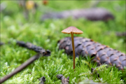 fungi058