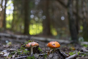 fungi063