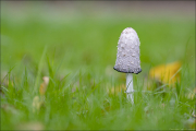 fungi066