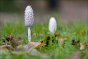 fungi067