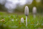 fungi068