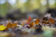 fungi071
