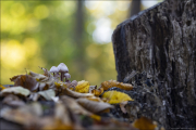 fungi073
