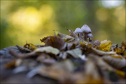 fungi075