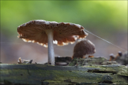 fungi083