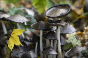 fungi086
