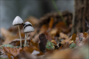 fungi088