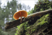 fungi090