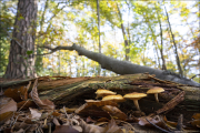 fungi099