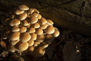 fungi102