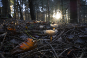 fungi105