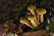 fungi112
