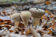 fungi120