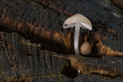 fungi126
