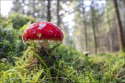 fungi127