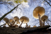 fungi131