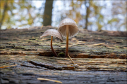 fungi137