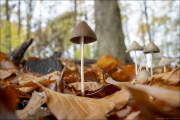 fungi140