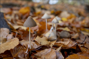 fungi141
