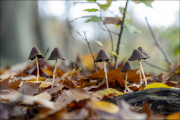 fungi142
