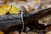 fungi147