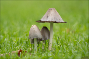fungi153