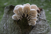 fungi156