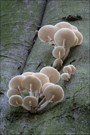 fungi158