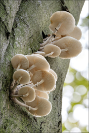 fungi160