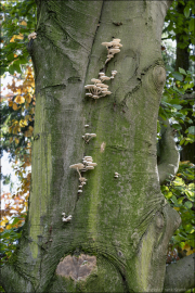fungi162