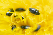 makro010
