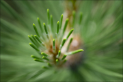 makro025